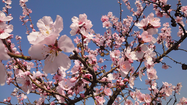 almond tree pink bloom flowers preview
